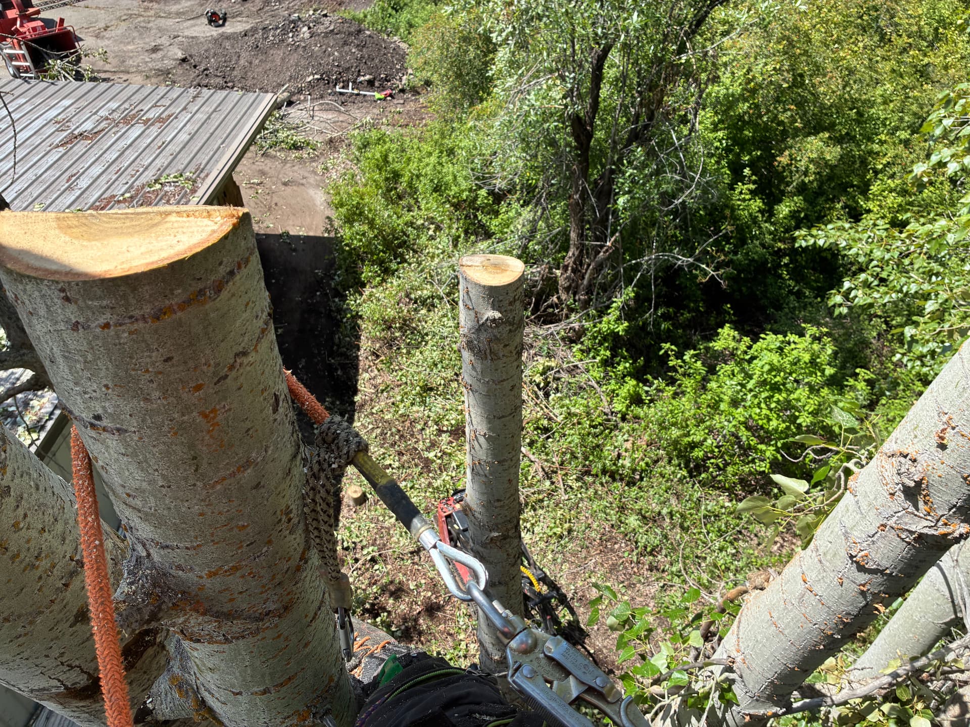 Gallery photos for 26 Tree Removals for a Building Renovation in Mount Shasta: Image #3