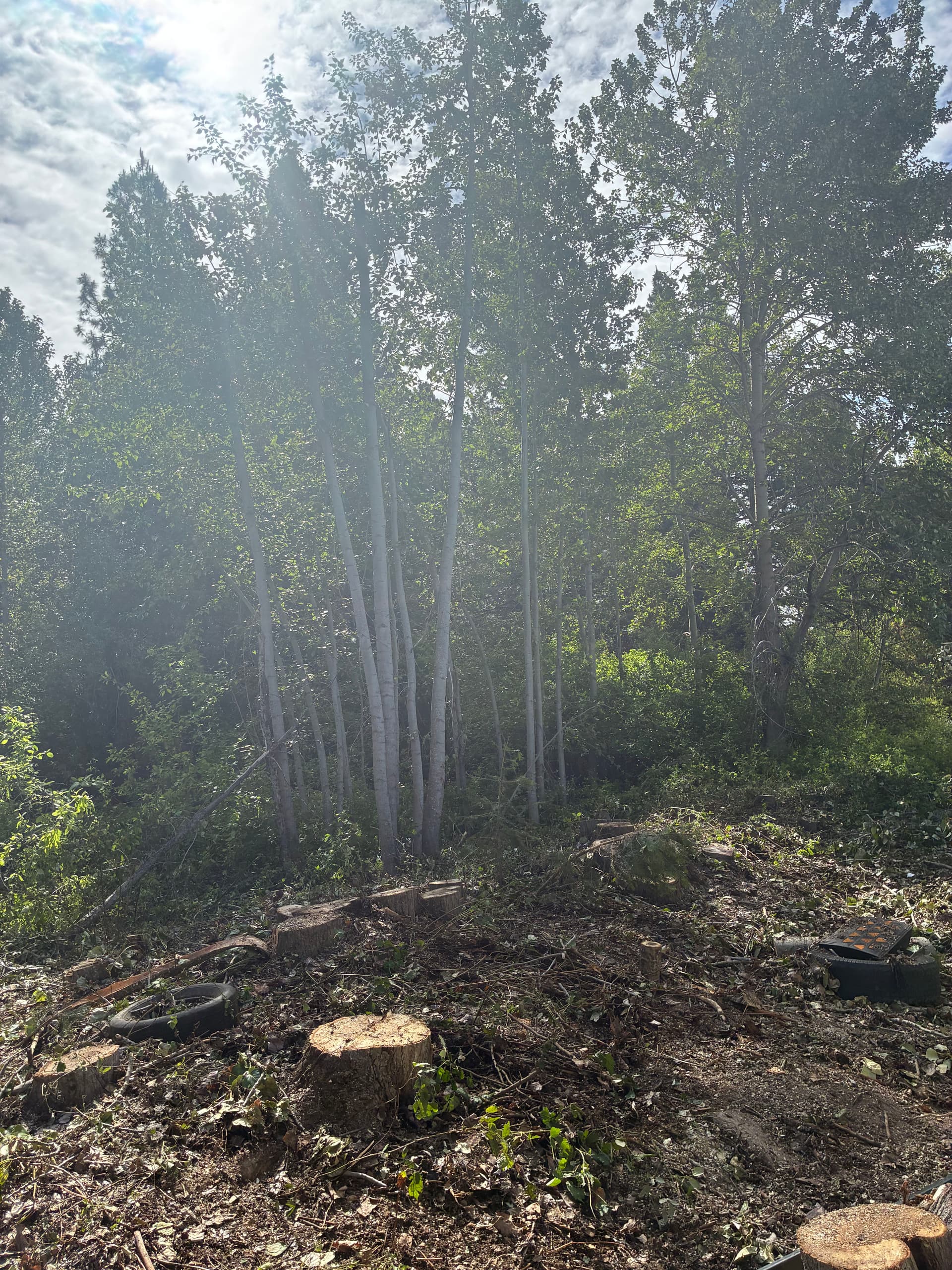 Gallery photos for 26 Tree Removals for a Building Renovation in Mount Shasta: Image #1