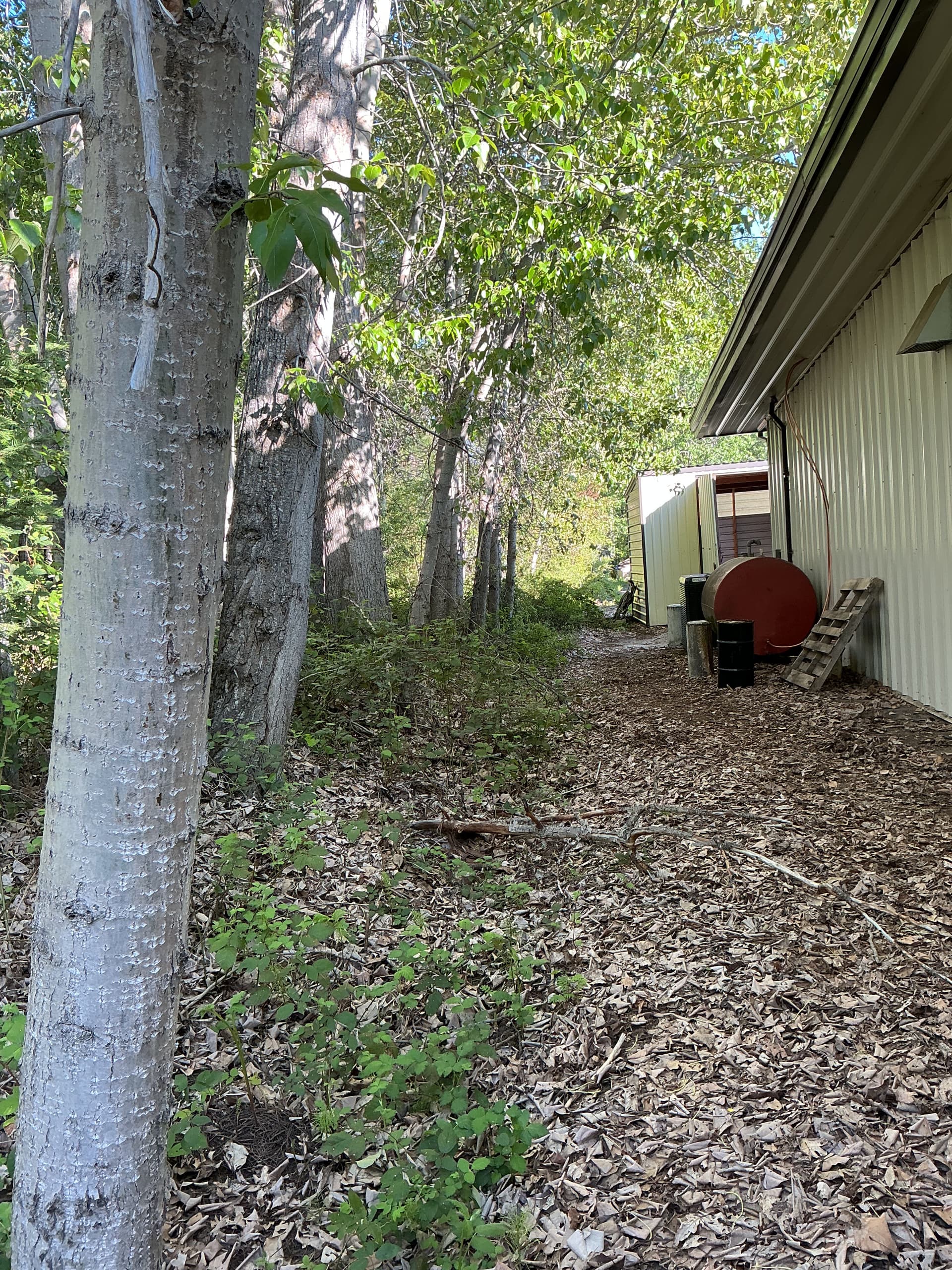 Gallery photos for 26 Tree Removals for a Building Renovation in Mount Shasta: Image #2