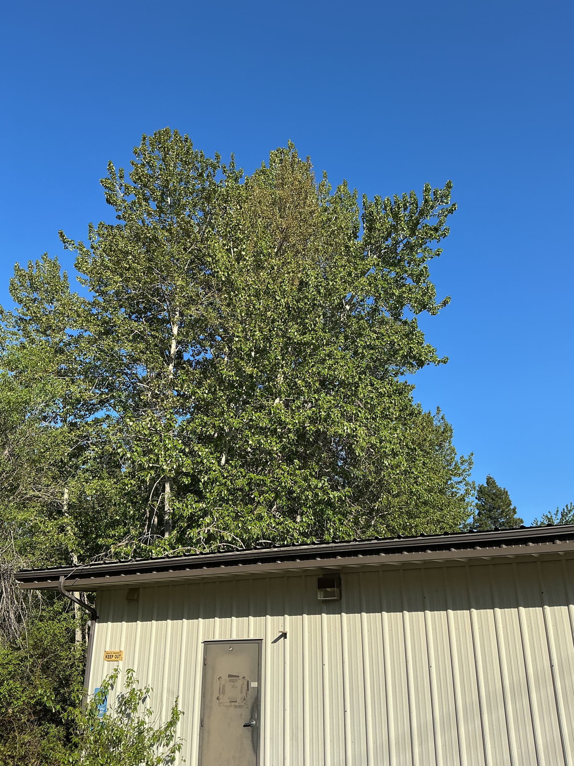 26 Tree Removals for a Building Renovation in Mount Shasta image