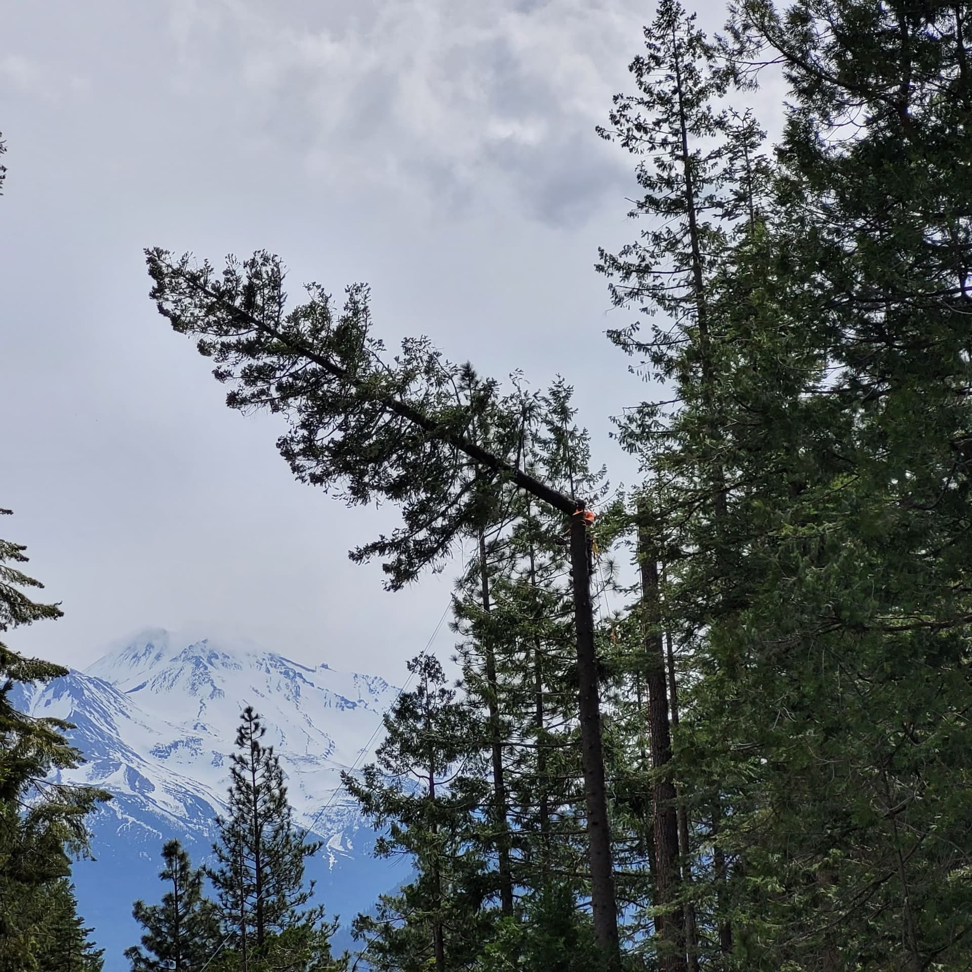Taking Big Tops and a Leaning Pine the Right Way image