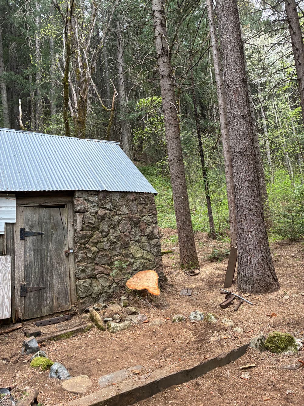 Log cabin in a forest clearing, surrounded by tall trees and natural foliage.