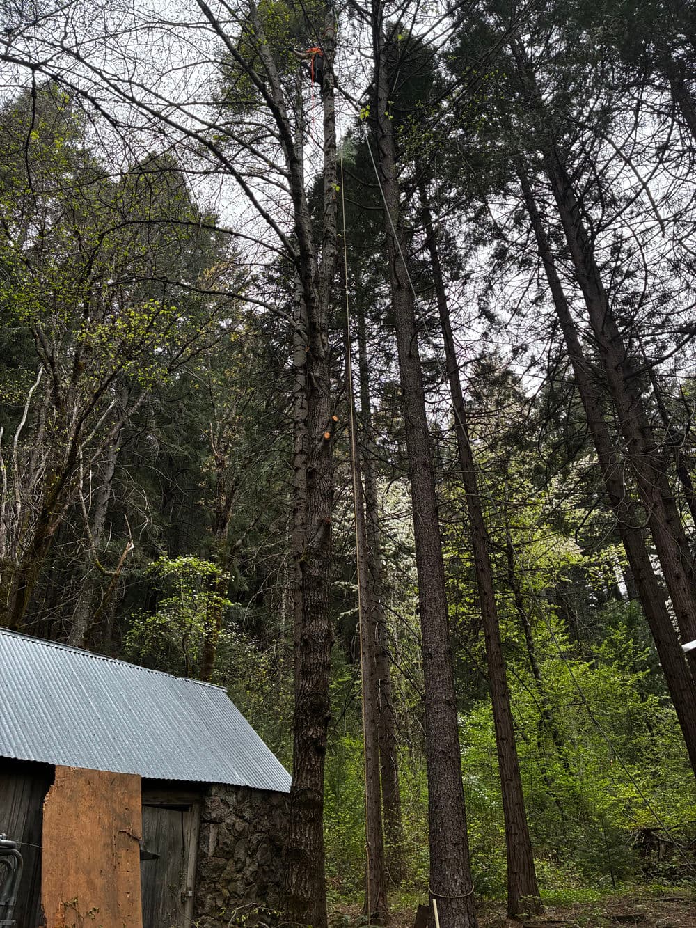 Tree maintenance in a forested area with a worker using ropes, near a wooden shed.