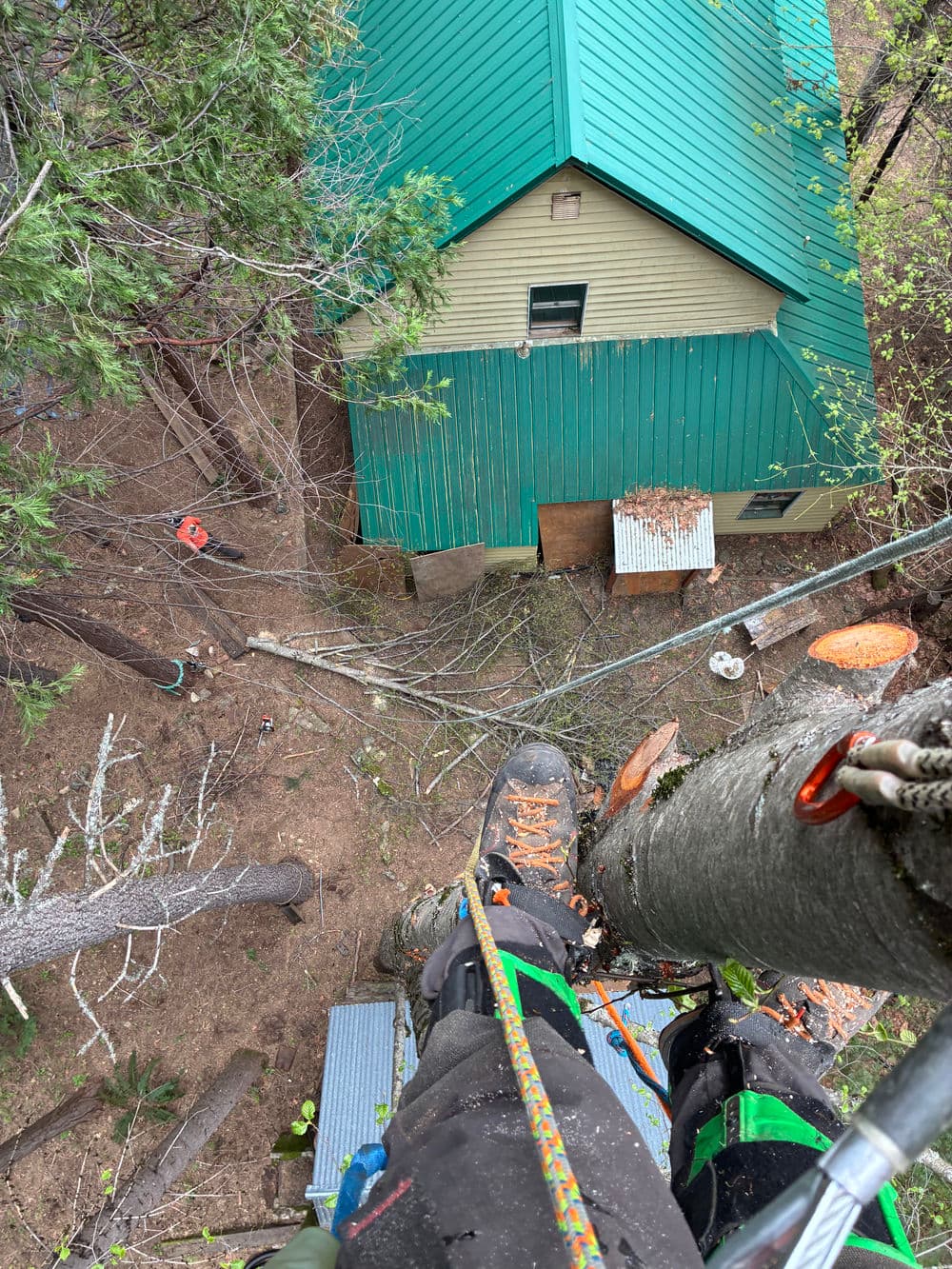 Tree climber in gear overlooking a cabin with a green roof, surrounded by fallen branches.