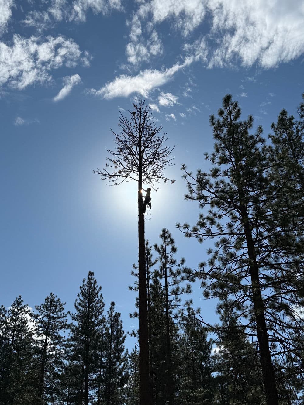 Tree climber silhouetted against the sun, working on a tall pine tree in a forest.