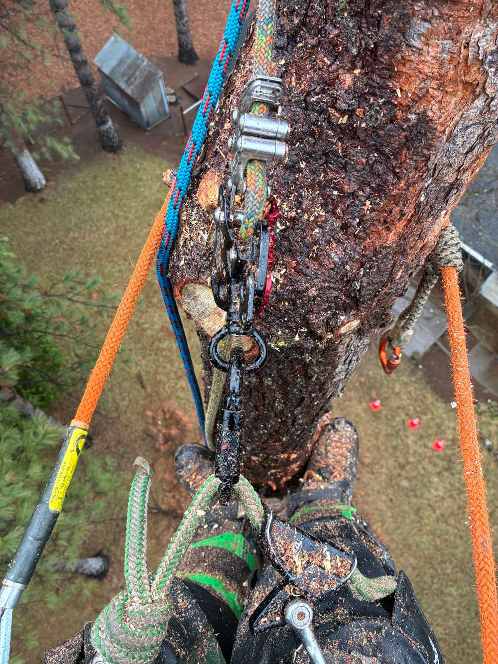 Tree climber's gear on a tree trunk, showcasing ropes and safety equipment from above.