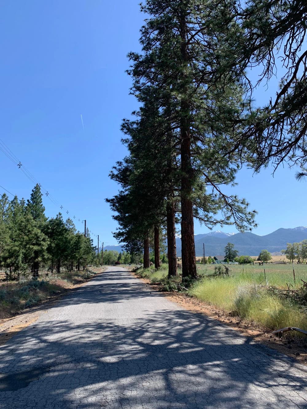 Tree Trimming Along a Rural Road in Weed CA image