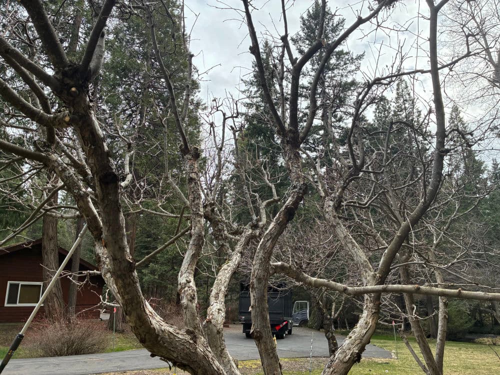 Fruit Tree Pruning Done Right in Mount Shasta image