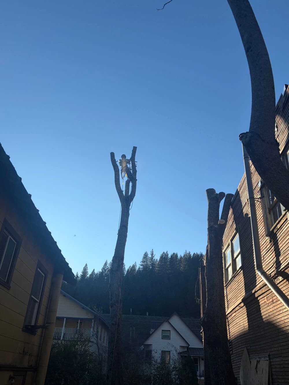 Hazard Tree Removal in Dunsmuir Done Right image