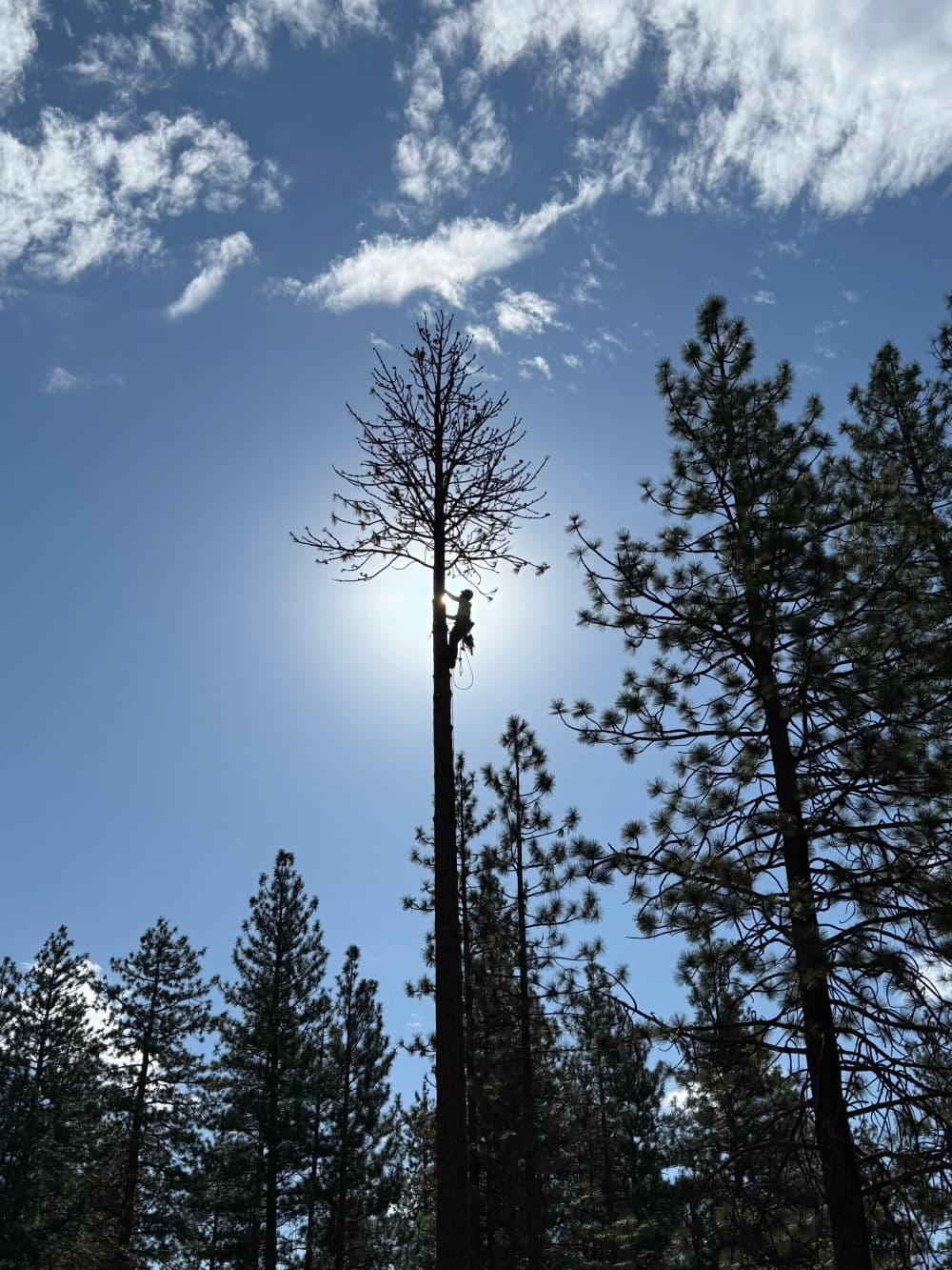 Gallery photos for Hazard Tree Removal in Dunsmuir Done Right: Image #1